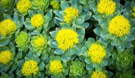 ¿Qué beneficios ofrece la rhodiola rosea en la menopausia?