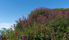 ¿Cómo se usa la valeriana para la menopausia?