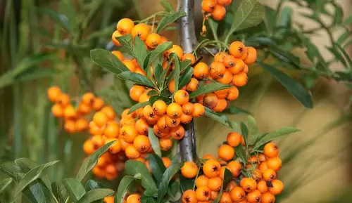 Beneficios del espino amarillo para la menopausia Beneficios del espino amarillo para la menopausia