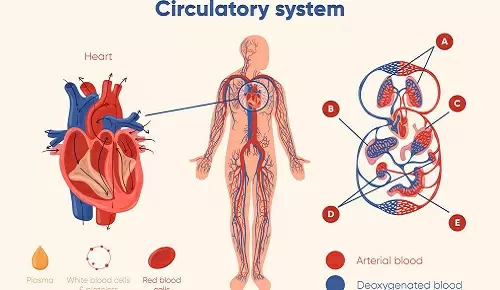 ¿Cómo afecta la menopausia al sistema circulatorio?