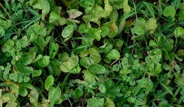 Beneficios de la centella asiática en la menopausia